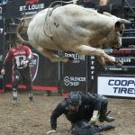 Cow Jumps Over The Cowboy
