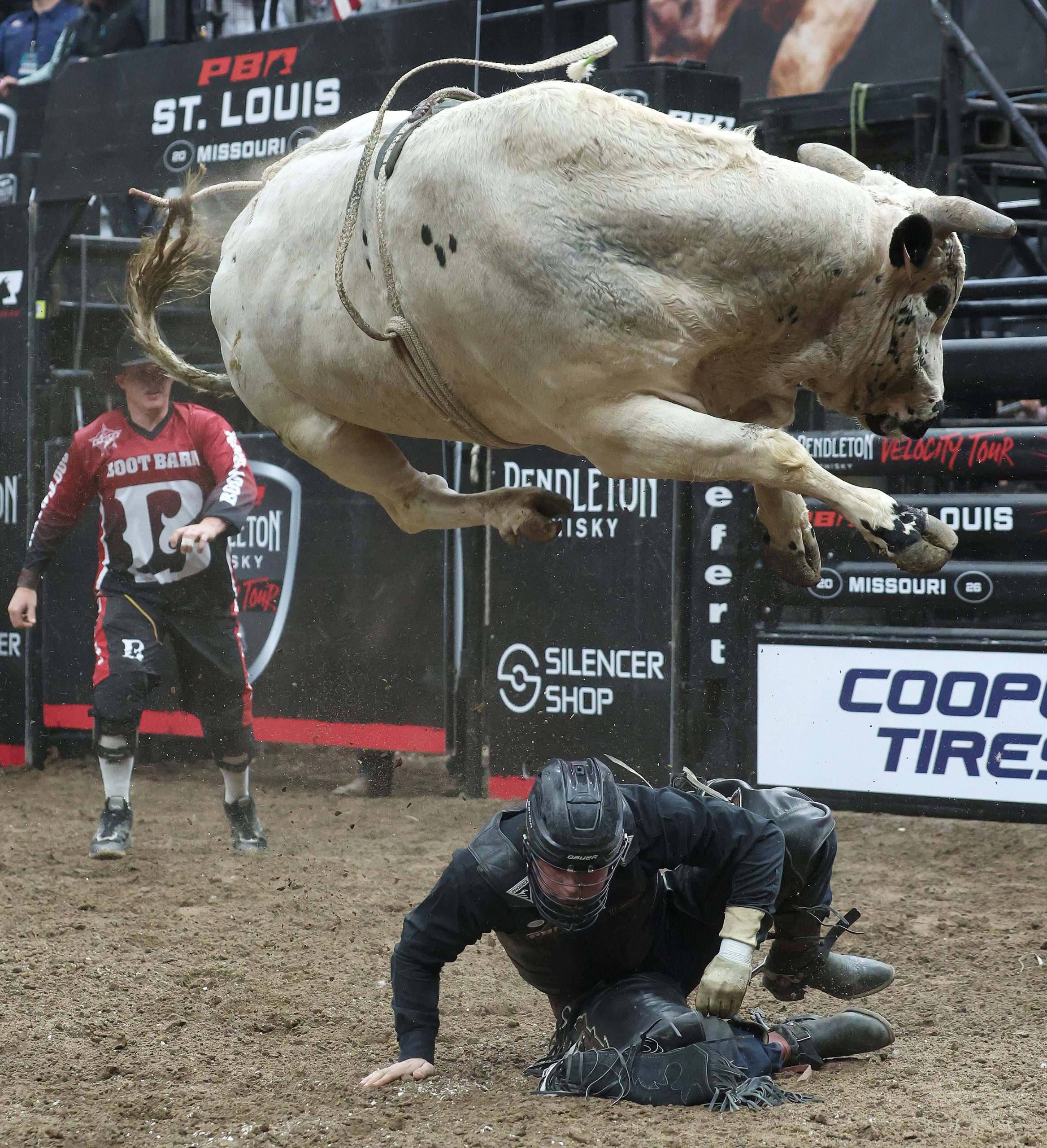 Cow Jumps Over The Cowboy